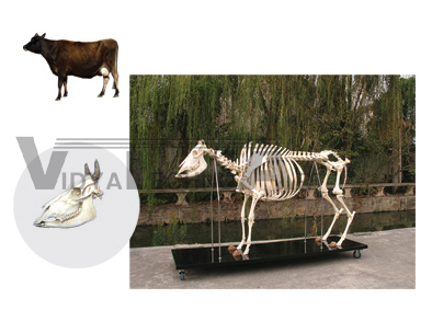 The model of cattle skeleton(skull)